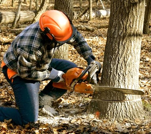 Tree Removal in Syracuse, KS